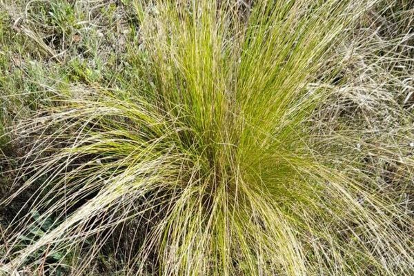 Stipa ichu