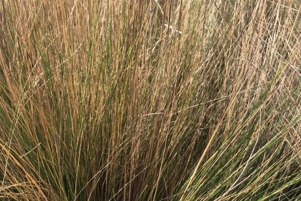 Needle grass
