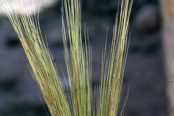 Stipa parviflora