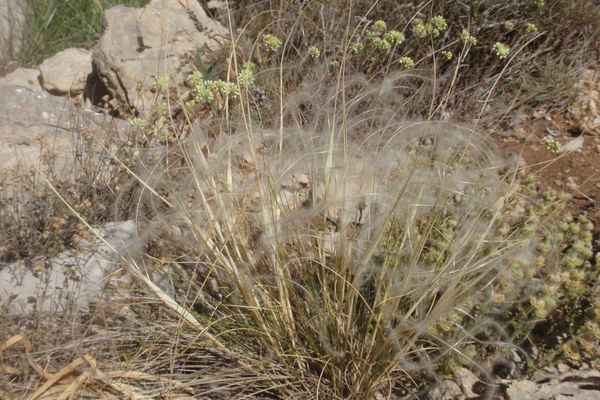 European feather grass