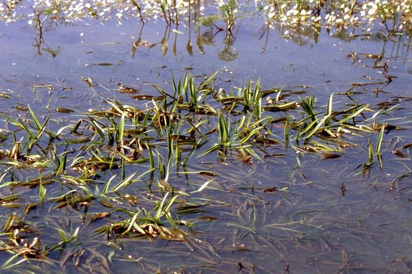Water-aloe