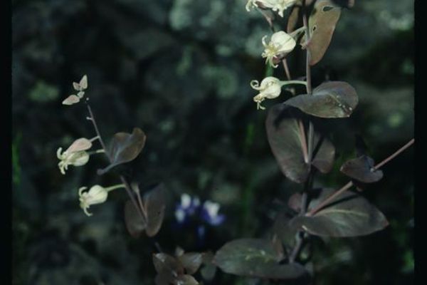 Shieldplant