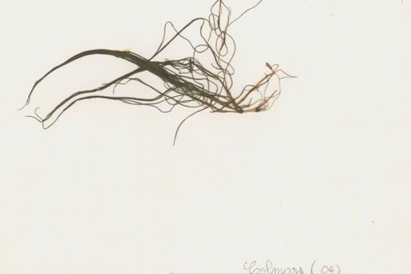 Fineleaf pondweed