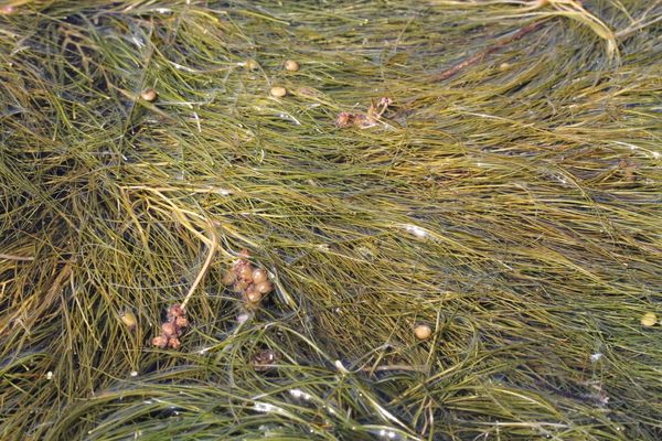 Sago pondweed