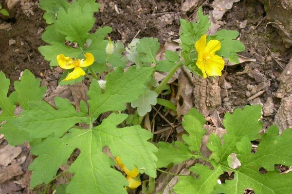 Celandine-poppy