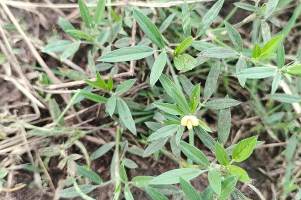 Townsville stylo