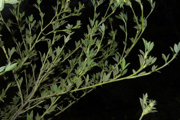 Shrubby stylo