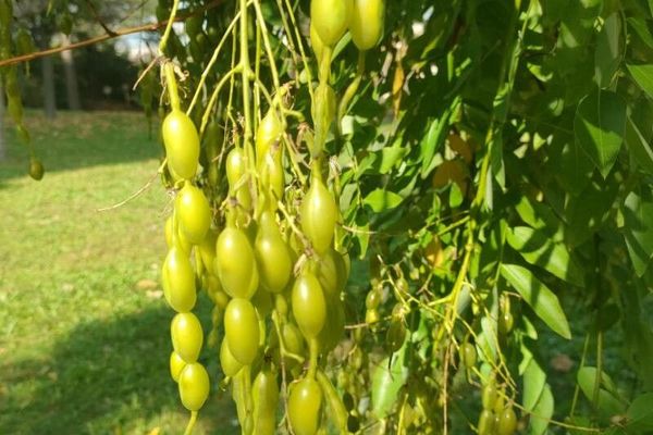 Japanese pagoda-tree