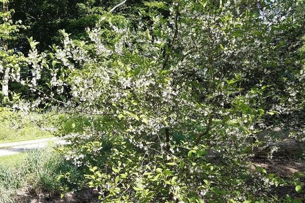 American snowbell