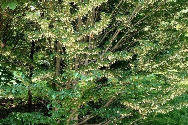 Japanese snowbell