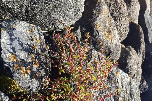 Herbaceous seepweed