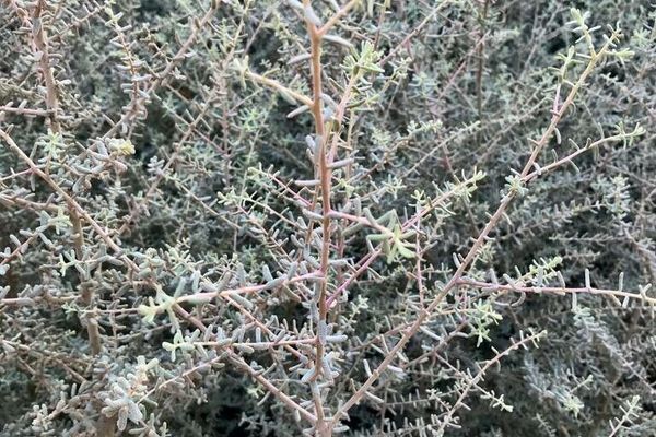 Bush seepweed