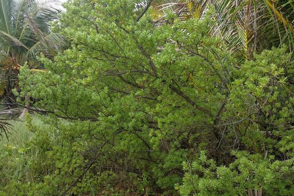 Bay-cedar