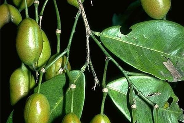 Swartzia simplex