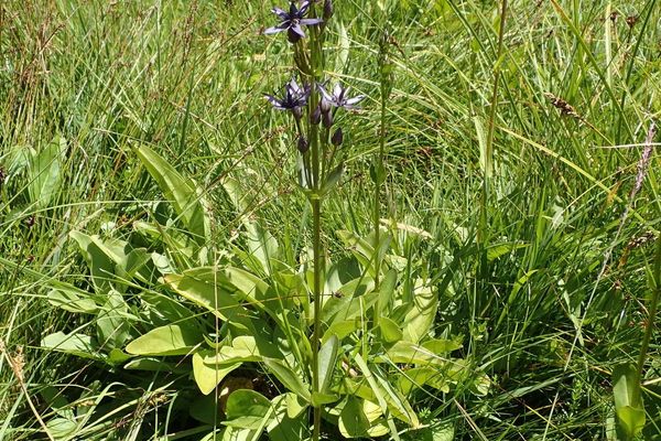 Alpine bog swertia