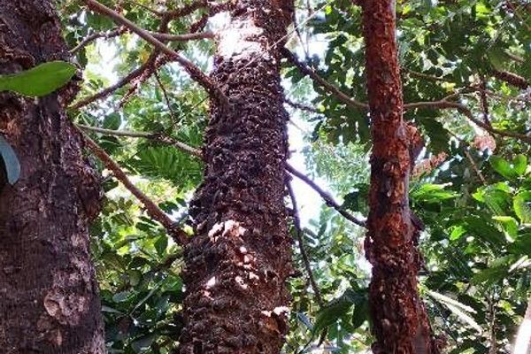 Honduran mahogany