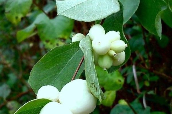 Snowberry