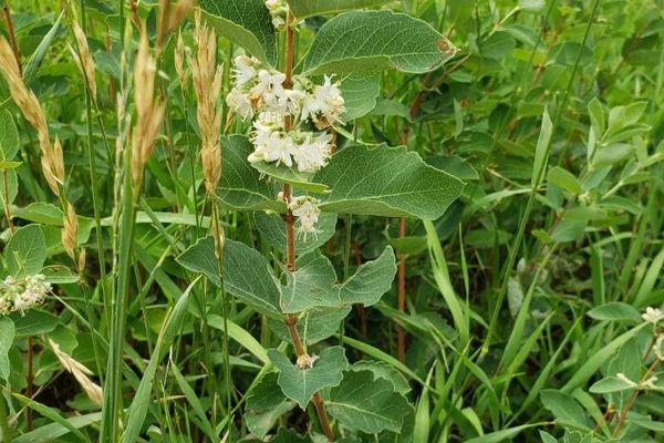 Wolfberry