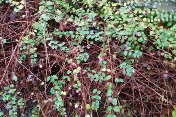 Indian-currant