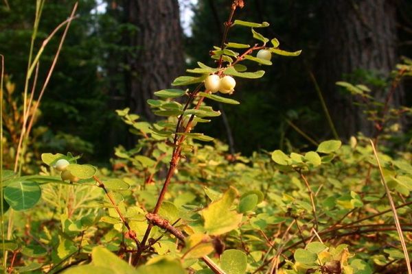 Roundleaf snowberry
