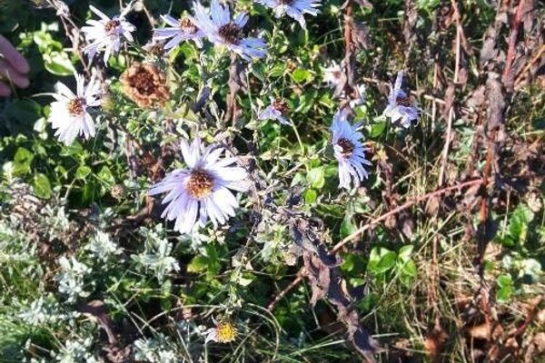 Pacific aster