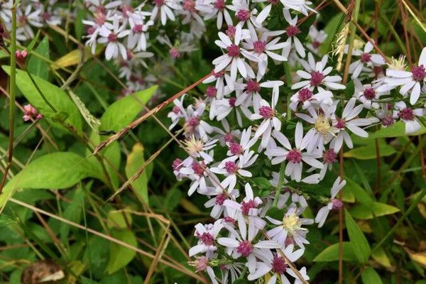 Heartleaf or common blue wood aster