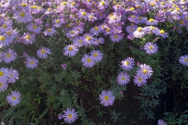 Bushy aster
