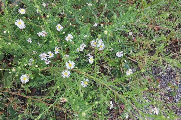 White heath aster