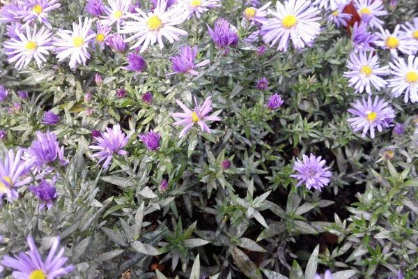 Smooth aster