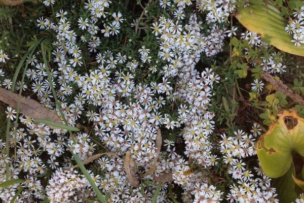 Michaelmas daisy