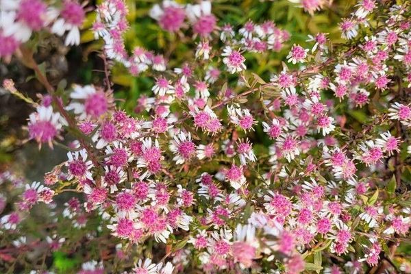 Calico or one-sided or white woodland or starved aster