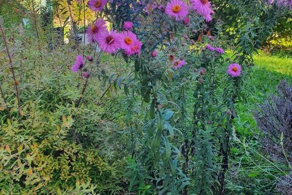 Michaelmas daisy
