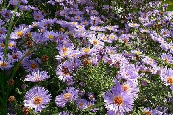 Michaelmas daisy
