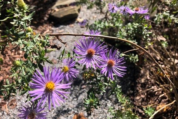 Aromatic aster