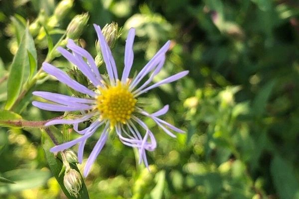 Bog aster