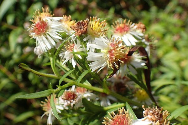 Common michaelmas daisy