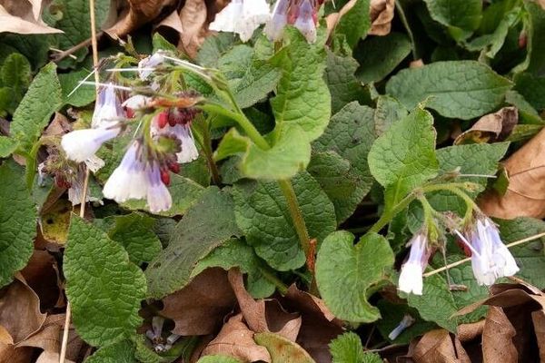 Rough comfrey