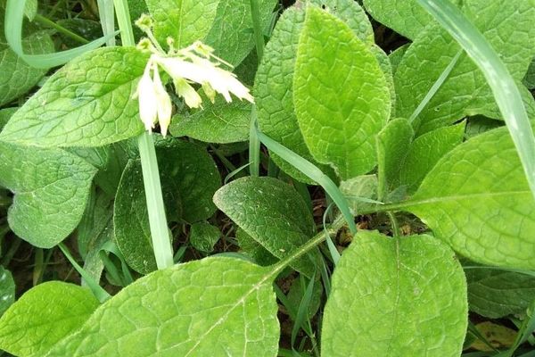 Bulbous comfrey