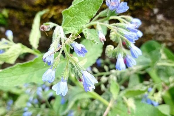 Caucasian comfrey