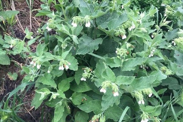 White comfrey