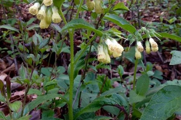 Tuberous comfrey