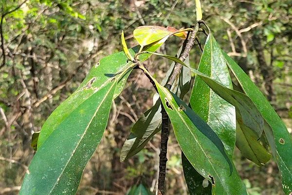 Common sweetleaf