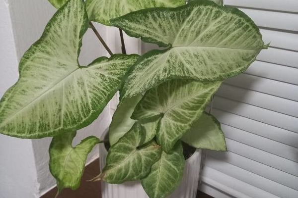 African evergreen