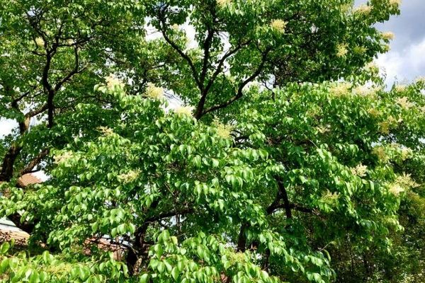 Japanese tree lilac