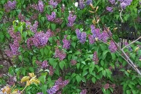 Common lilac