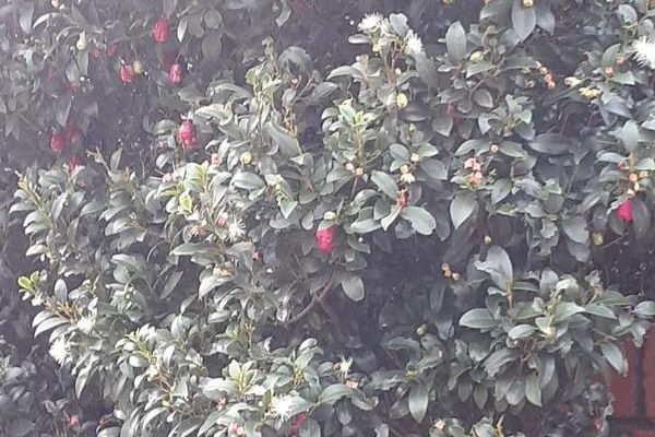 Lilly-pilly
