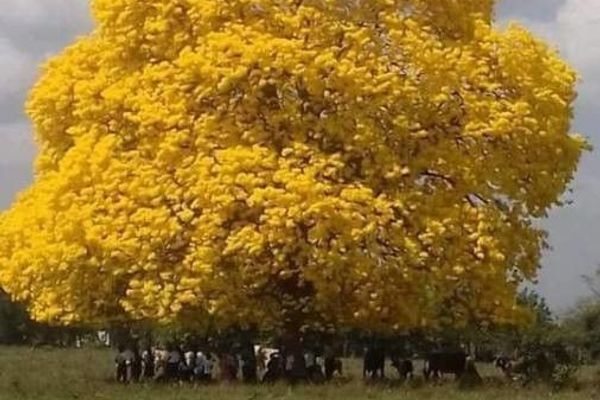 Caribbean trumpet-tree