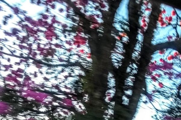 Pink poui