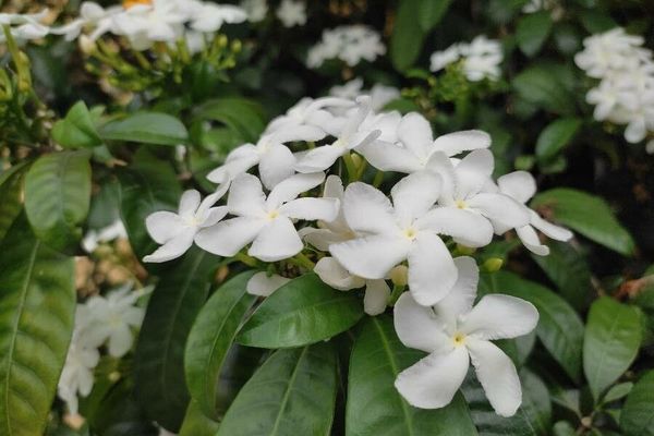 Dogbane