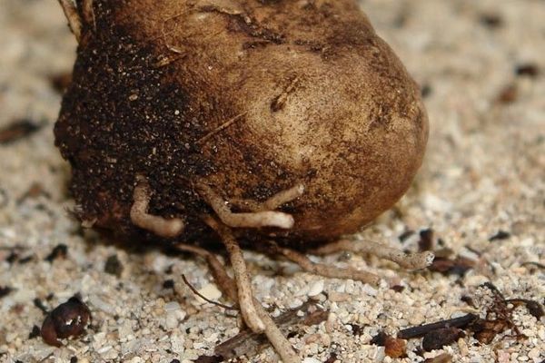 East indian arrowroot